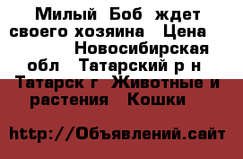 Милый “Боб“ ждет своего хозяина › Цена ­ 20 000 - Новосибирская обл., Татарский р-н, Татарск г. Животные и растения » Кошки   